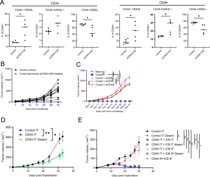 Fig. 4: aCD40 and ICB results in a vaccine effect and rejection of a secondary tumor rechallenge.
