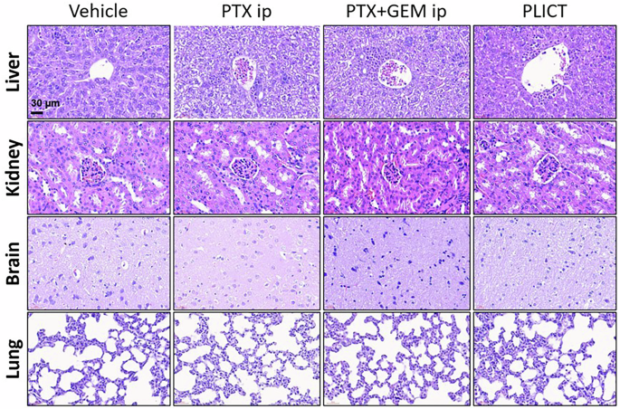 Fig. 10: Histopathological analysis (Hematoxylin and Eosin staining) of major organs (×400).