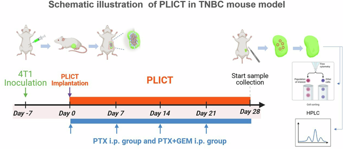 Fig. 4: Schematic representation of the experimental design and treatment protocol.