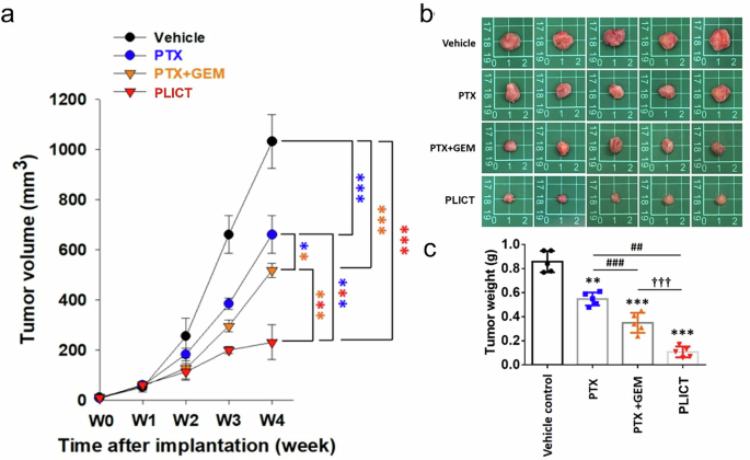 Fig. 5: PLICT enhanced antitumor efficacy in the orthotopic TNBC Mouse Model.
