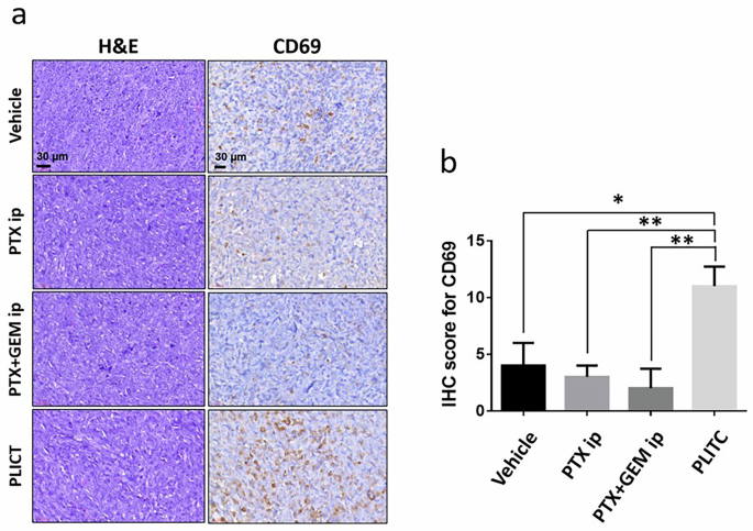 Fig. 9: Immunohistochemical analysis of T-cell activation status (CD69) in the tumor microenvironment.