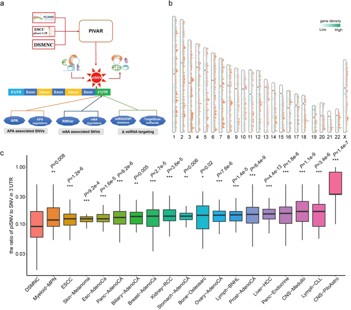 Fig. 1: 3′-UTR post-transcriptional impaired SNVs (3′-UTR piSNVs) identified in PCAWG project and ESCC cohorts.