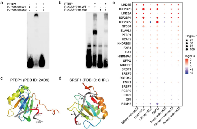 Fig. 3: The functional effects of 3′-UTR piSNVs on RBP binding.