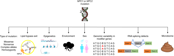 Fig. 2: Potential contributing factors to the phenotypic variability in NPC.
