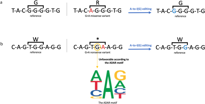 Fig. 2: Two examples of common pathogenic SNVs that could be corrected by direct A-to-G editing.