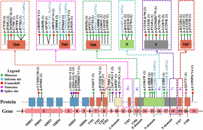Fig. 2: ATP7B variant spectrum of patients with late-onset WD.