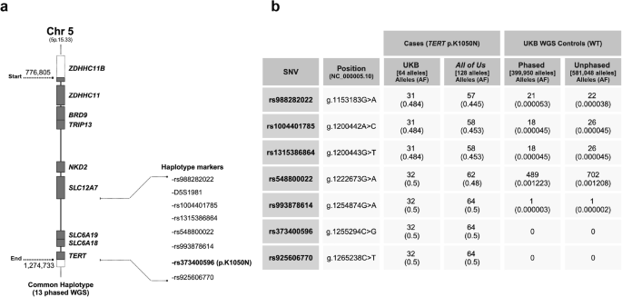 Fig. 1: Founder haplotype structure TERT c.3150 G > C (p.K1050N).