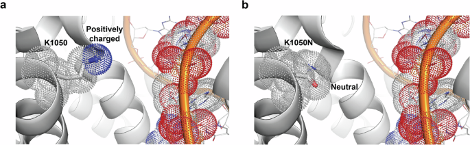 Fig. 2: Impact of TERT p.K1050N on telomerase structure.