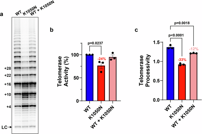 Fig. 3: Impact of TERT p.K1050N on telomerase activity and processivity.