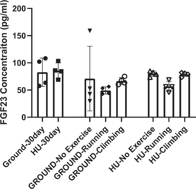 Fig. 3: Plasma FGF23 was unaltered after hind limb unloading.