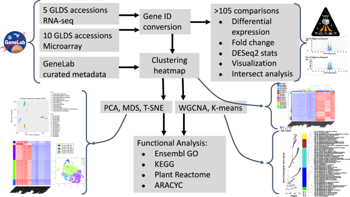Fig. 1: Uniform analysis pipeline applied to Arabidopsis GLDS datasets used in this study.