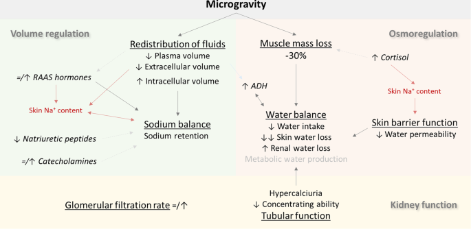 kidney experiment on water balance figure 2