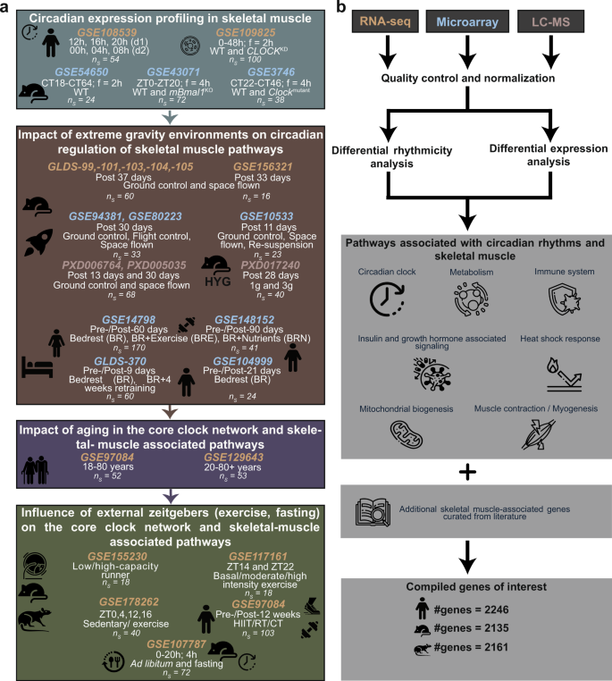 Fig. 1: Schematic representation of the analysis workflow to elucidate the regulatory role of circadian rhythms under extreme gravity environmental conditions.
