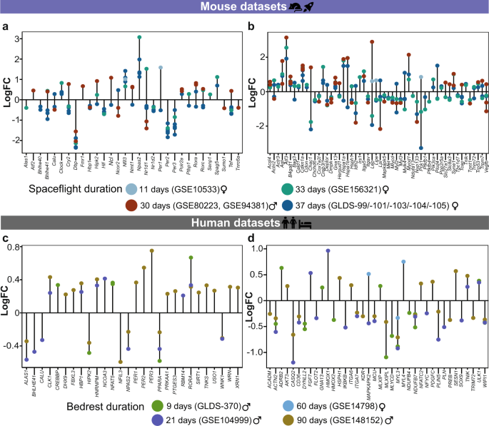 Fig. 4: Strength of alterations in clock- and muscle- related genes correlates with the duration of spaceflight/bedrest in mammalian skeletal muscle.