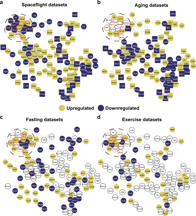 Fig. 7: Network representation of differential expressed genes altered in both spaceflight and aging datasets and their association with core-clock elements.