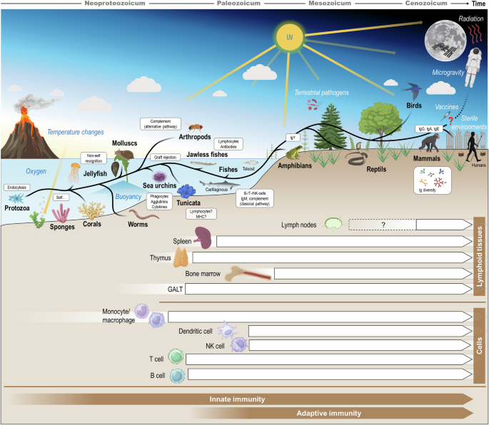 Challenges for the human immune system after leaving Earth