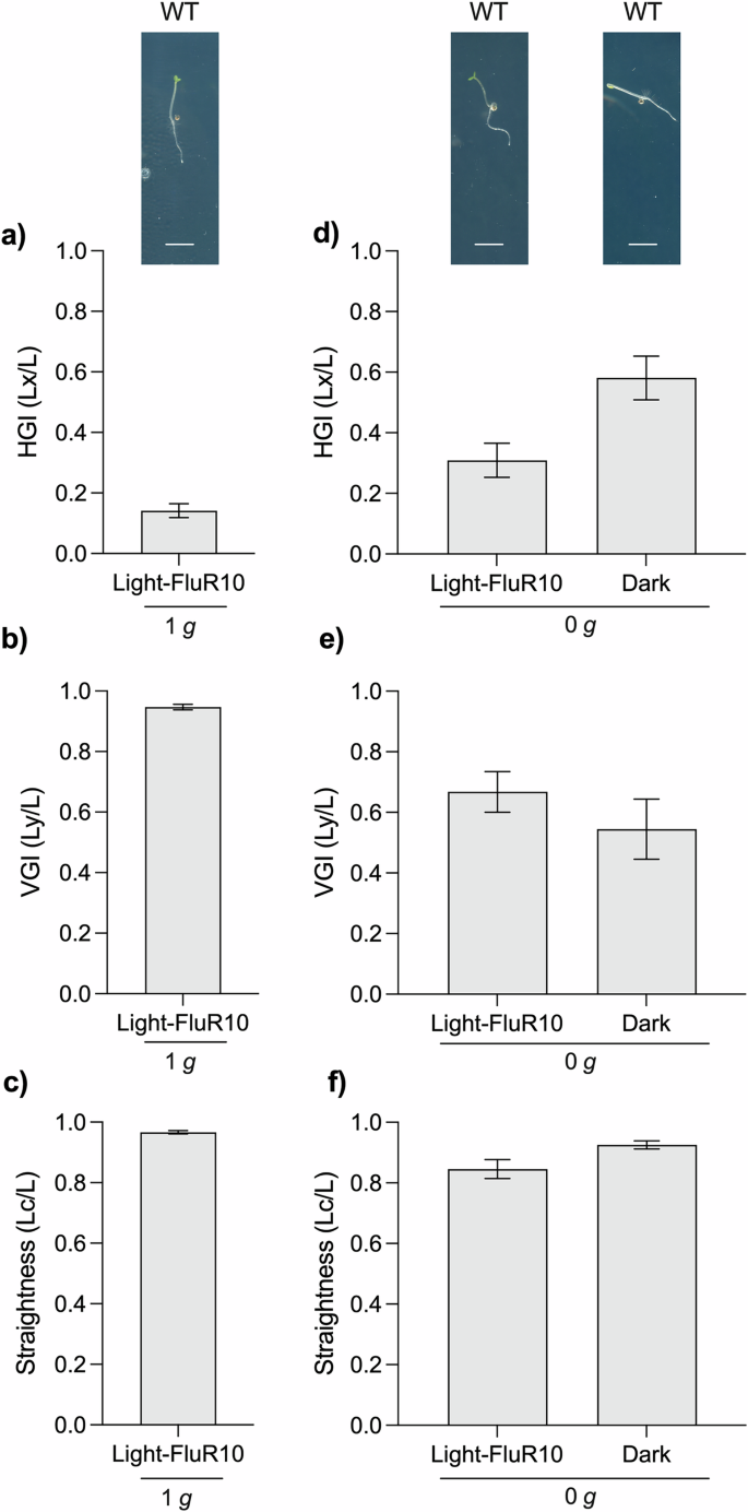 Fig. 5: Germination and growth of Arabidopsis seedlings within the mini-phytotron.
