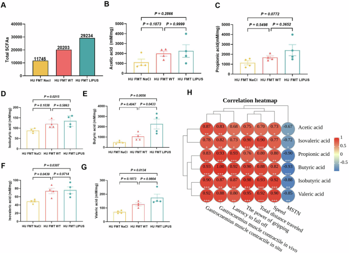 Fig. 10: The effect of fecal microbiota transplantation from abdominal LIPUS treated mice on SCFAs in hindlimb unloaded mice.