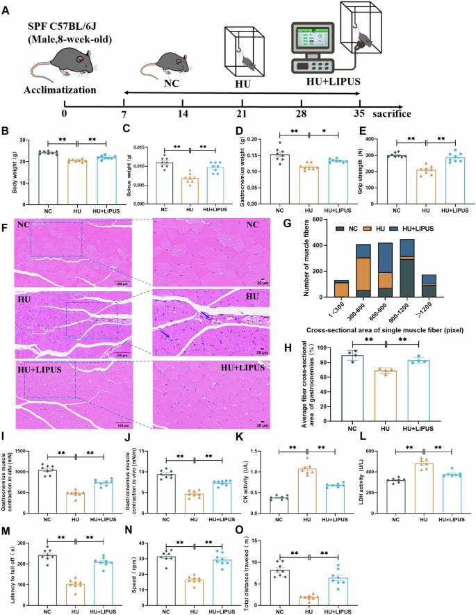 Fig. 1: The effect of abdominal LIPUS treatment on muscle atrophy in hindlimb unloaded mice.