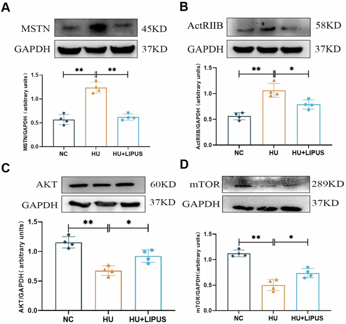 Fig. 2: The effect of abdominal ultrasound on the MSTN/AKT/mTOR signaling pathway in hindlimb unloaded mice.