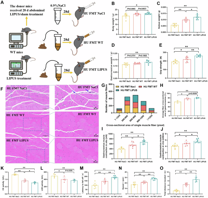 Fig. 7: The effect of fecal microbiota transplantation from abdominal LIPUS treated mice on muscle atrophy in hindlimb unloaded mice.