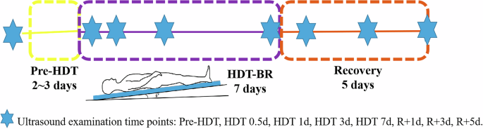 Fig. 4: Flowchart of the experimental protocol.