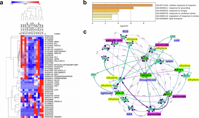 Fig. 5: Analysis of hypoxia-related cluster found in the FLT clustering result.