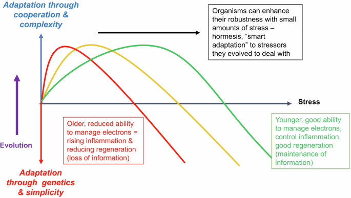 Fig. 2: How to view ageing from a thermodynamic perspective by applying the processes of hormesis and inflammation as an emergent property of the planet.