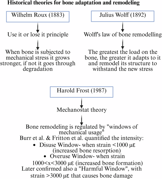 Fig. 1: Historical theories for bone adaptation and remodeling.