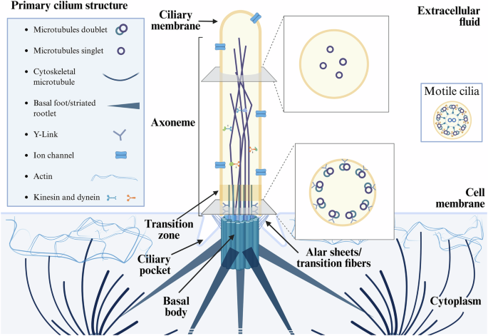 Fig. 2: Primary cilium (PC) structure.