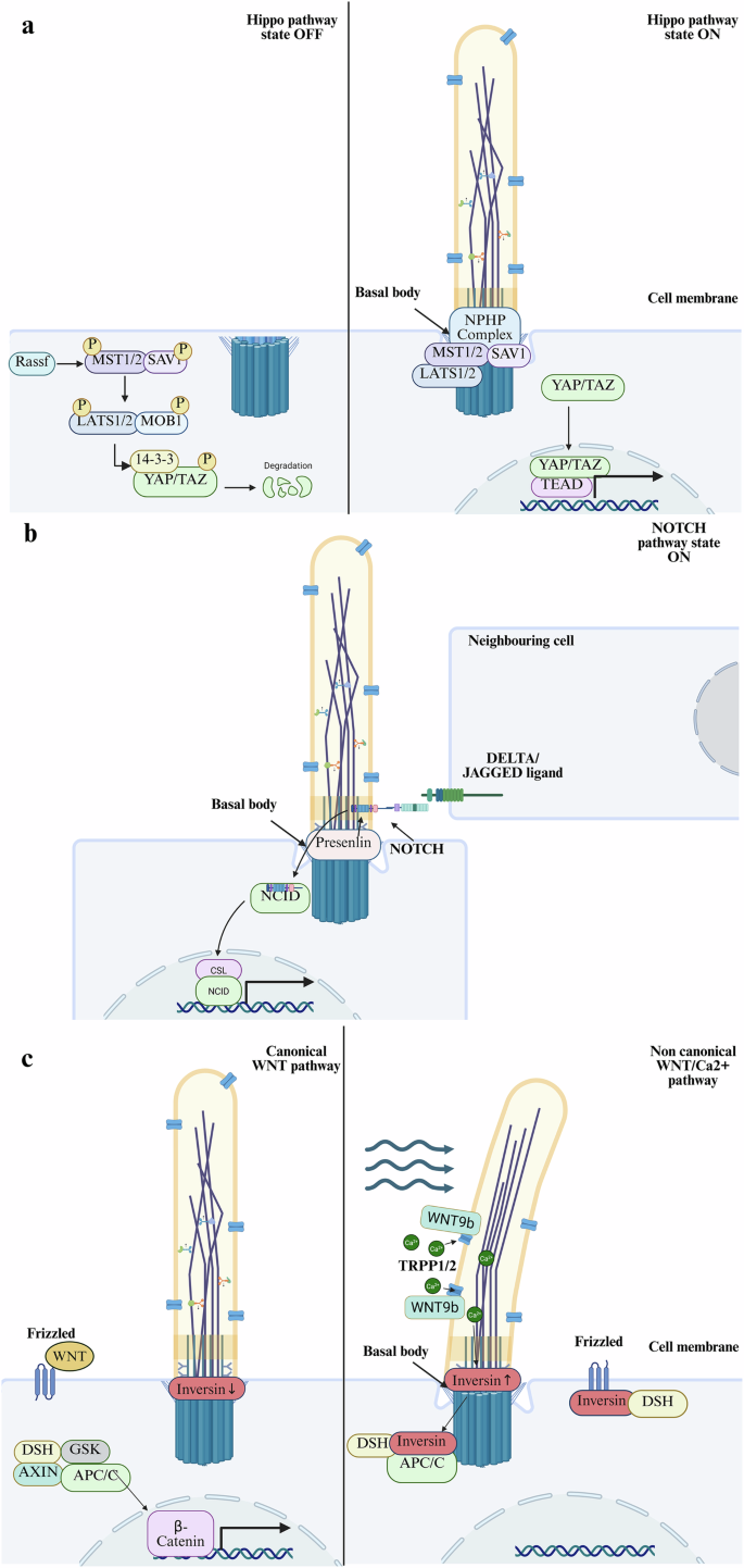 Fig. 3: Primary-cilium-related signaling pathways.