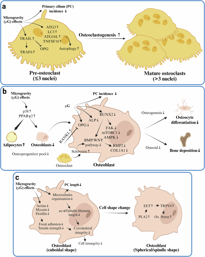 Fig. 4: Microgravity effects on bone cells.
