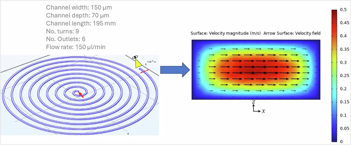 Fig. 4: Numerical simulation of cell separation through Dean flows.