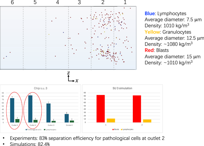Fig. 5: Numerical simulation illustrating the separation of cells through Dean flows, showing the trajectories and distribution of different cell types within the microfluidic channel.