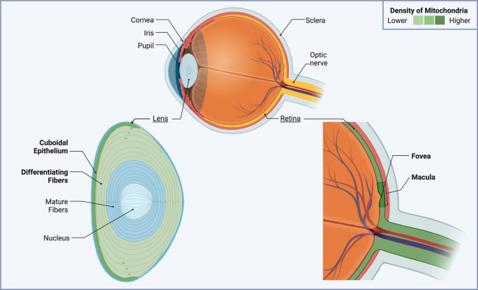 Fig. 3: Mitochondrial distribution in the lens and retina.