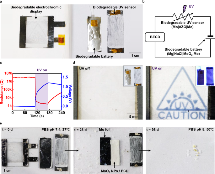 Fig. 6: Visualization of biodegradable UV sensor by integrating BECD.