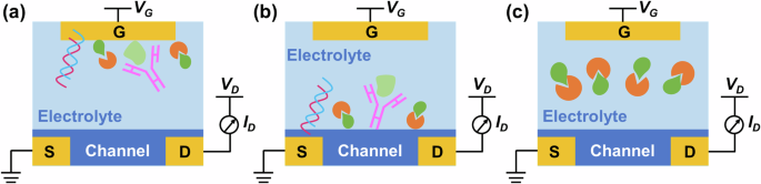 Fig. 2: Biosensing mechanisms of OECTs.