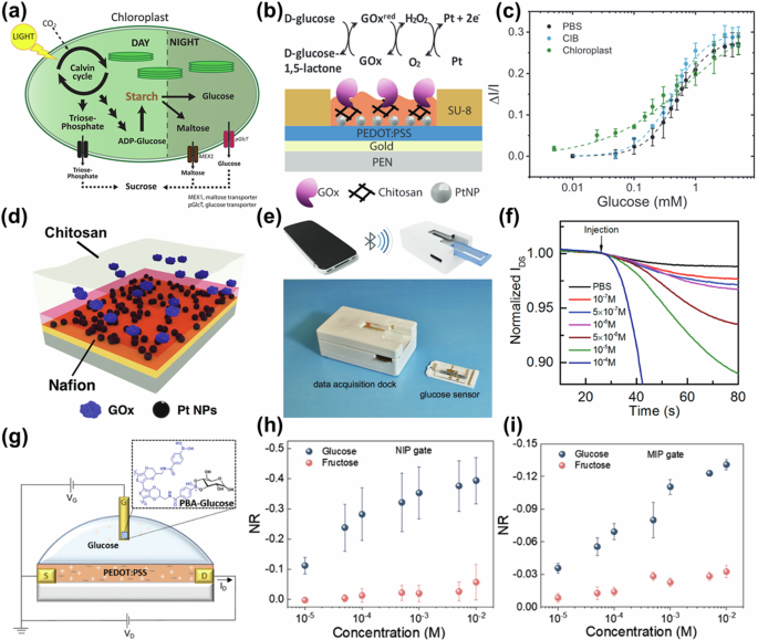 Fig. 3: OECT-based glucose sensors with gate functionalization.