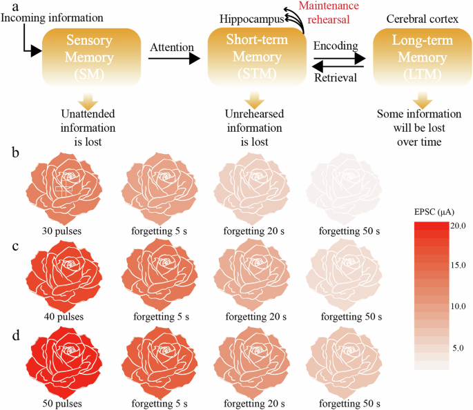 Fig. 5: Memory characteristics of the ZnO synaptic TFTs.