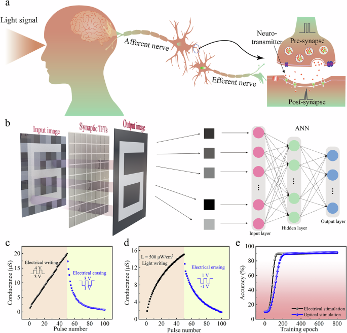 Fig. 7: Artificial neuromorphic vision system for image recognition using the ZnO synaptic TFT arrays.