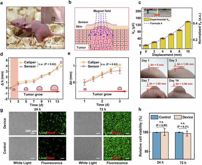 Fig. 3: In vitro tumor growth monitoring of the FSH sensor in mouse models.