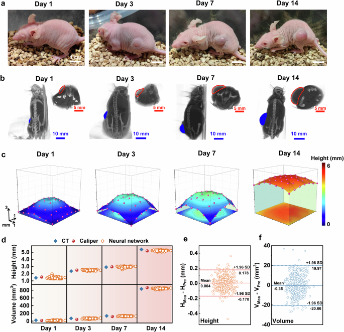 Fig. 5: In vivo tumor morphology reconstruction of the FSH sensor array in mouse model.