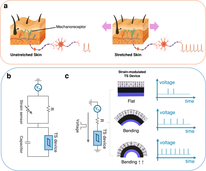 Fig. 1: Mechanical strain as a direct gate for neuron-like spiking in a single flexible TS device.
