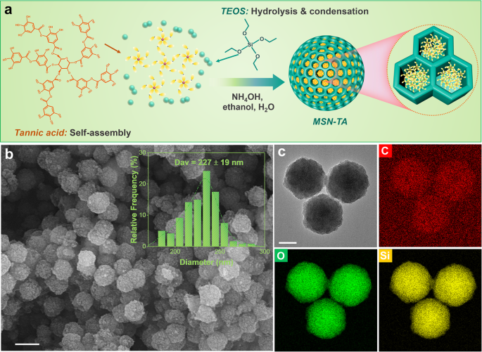 Fig. 1: The formation of MSN-TA nanocontainers and their morphologies.