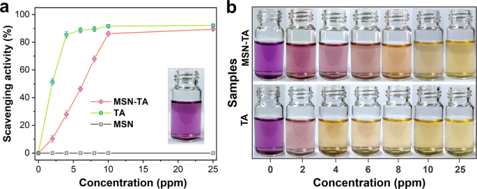 Fig. 4: The DPPH radical scavenging capability of MSN-TA nanocontainers.