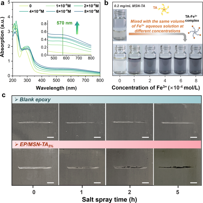 Fig. 7: The coloration response of MSN-TA nanocontainers to Fe3+ ions and the corrosion-warning property of EP/MSN-TA5% coating.