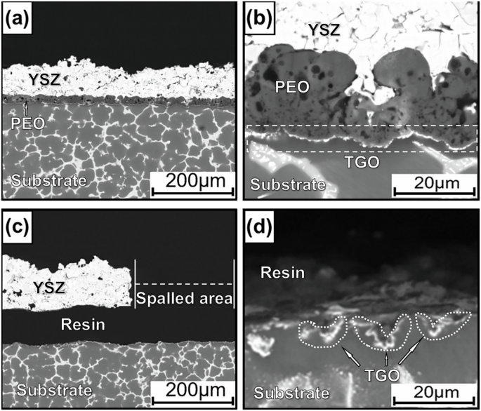 Fig. 5: Cross-sectional morphologies of YSZ/PEO/Mg and YSZ/Mg samples after cyclical oxidation at 400 °C for 100 min.