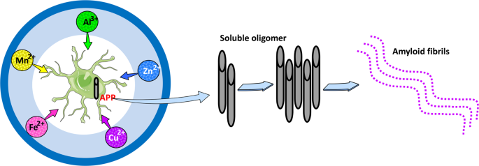 Fig. 3: Implications of metals in Aβ neurotoxicity.