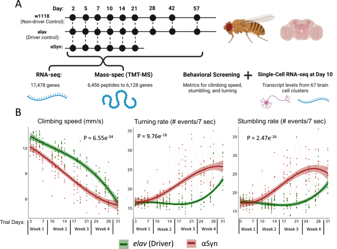 Longitudinal multi-omics in alpha-synuclein Drosophila model discriminates disease- from age-associated pathologies in Parkinson’s disease