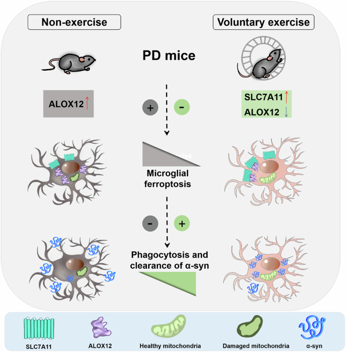 Fig. 10: Schematic illustration of physical exercise for anti-microglial ferroptosis in Parkinson’s disease.